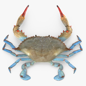 3D Atlantic Blue Crab model