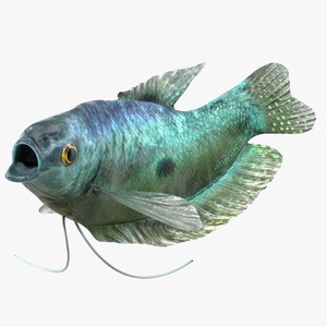 3D Tropical Gourami Fish Rigged model