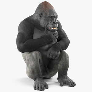 Western Gorilla Rigged 3D