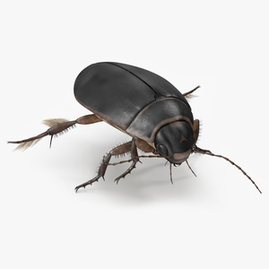 Water Insect Beetle Black Floating 3D model