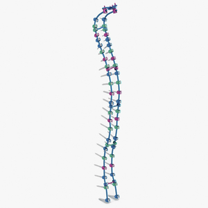 Spine Fixation System Colored 3D model