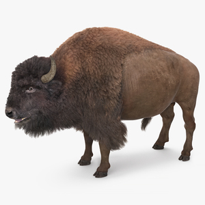 North American Bison with Fur 3D model