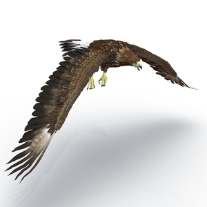 Golden Eagle Pose 4 3D model