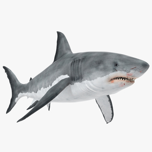 Great White Shark 3D