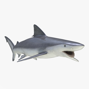 Smalltail Shark Rigged 3D