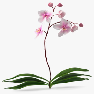 3D model Phalaenopsis Orchid Plant