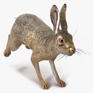 3D model Hare  Animated Rigged for Maya