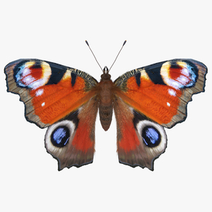 3D model Aglais io Butterfly with Fur Rigged