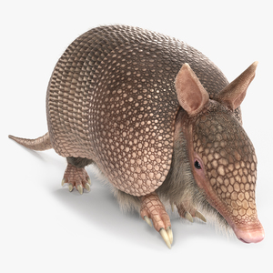 Armadillo in Walking Pose Pink Fur 3D model