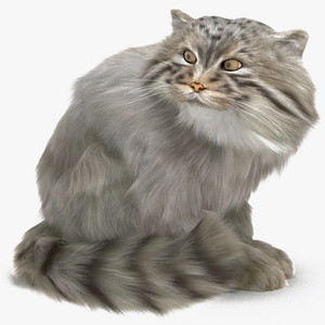 Manul Cat in Sitting Fur 3D model