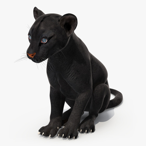 3D model Black Panther Cub Sitting Pose