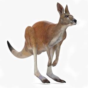 Kangaroo Animated Rigged 3D model