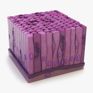 3D Glandular Epithelium for 3D Print model