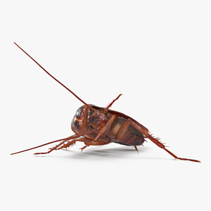 3D model Animated Cockroach Cleans Paw Rigged for Cinema 4D