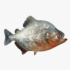 Piranha 3D model