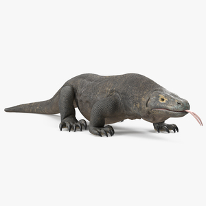 3D Komodo Dragon Walking Pose