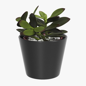 3D model Jade Plant