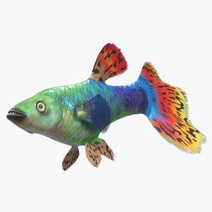 3D Guppy Fish Red Dragon Rigged model