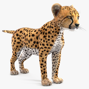 3D Cheetah Cub