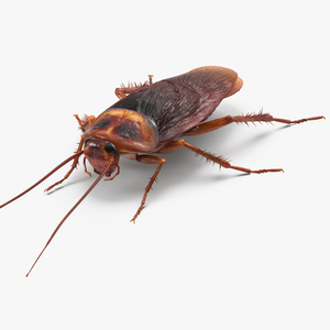 3D Cockroach Rigged