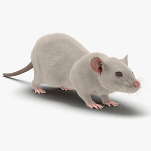 White Rat 3D model