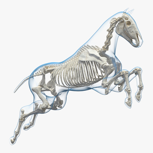 3D Jumping Horse Envelope with Skeleton