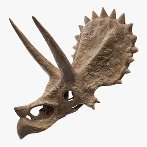 Triceratops Skull Part Fossil 3D model