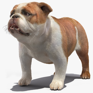 3D Bulldog Fur