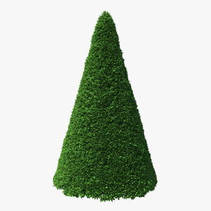 3D Pyramidal Green Mountain Boxwood Shrub model