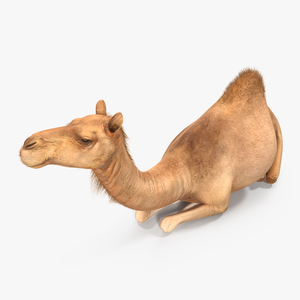 3D Camel Sitting Pose model