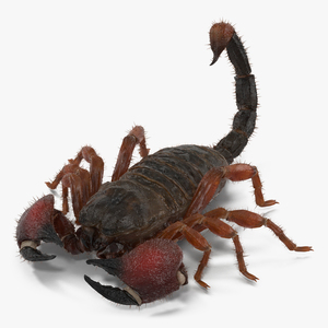 Scorpion Pose 3 with Fur 3D model