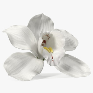 3D Hybrid Orchid Vanilla