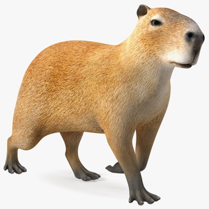 3D Capybara Walking Pose