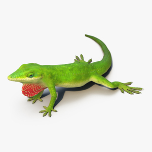 3D Carolina Anole Lizard Rigged model