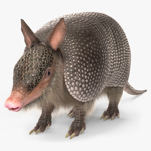 Armadillo Black Fur 3D model