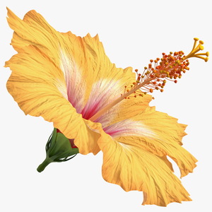 3D Blooming Hibiscus Flower Orange