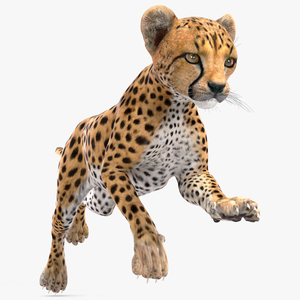 Cheetah Cub Running Pose 3D model