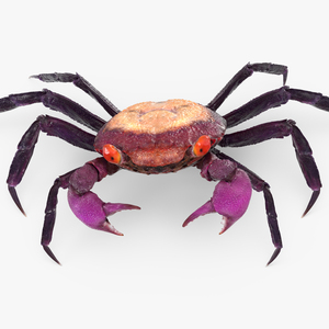 Vampire Crab Geosesarma Dennerle 3D