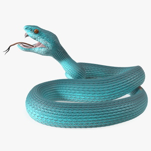 3D model Viper Blue Trimeresurus Rigged