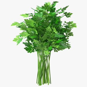 3D Parsley Bunch model