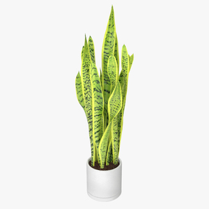 3D model Saint Georges Sword Plant