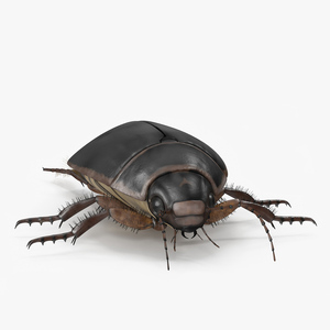 Squeak Beetle Black 3D model