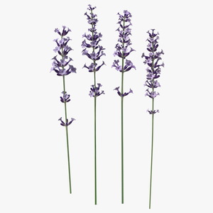 Garden Lavender Set 3D model