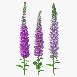 3D model Mixed Pink Foxglove Plants Set