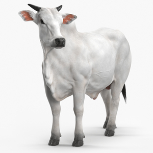 3D Zebu Cattle Male Looking Fur model