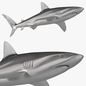 3D Realistic Dusky Shark