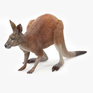 Kangaroo Stands on Four Paws Fur 3D