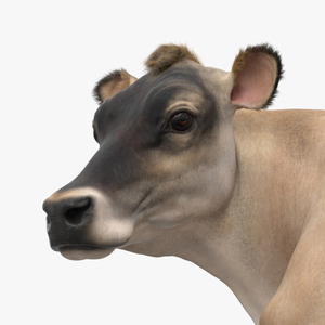 3D Channel Island Cow Beige Fur model