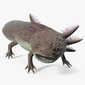 Mexican Brown Axolotl Rigged for Cinema 4D 3D