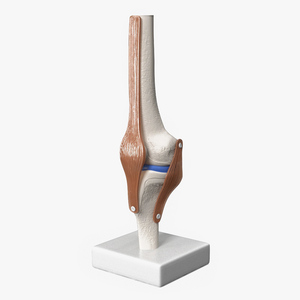 3D Anatomical Model of Knee Joint for 3D Print model